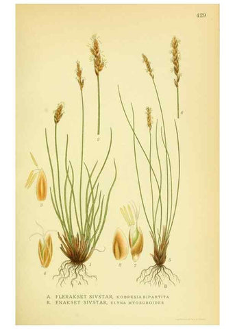 Reproducción/Reproduction 8147632243: Billeder af nordens flora,. København,G.E.C. Gad's forlag,1917-1927.