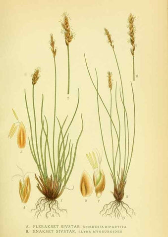 Reproducción/Reproduction 8147632243: Billeder af nordens flora,. København,G.E.C. Gad's forlag,1917-1927.