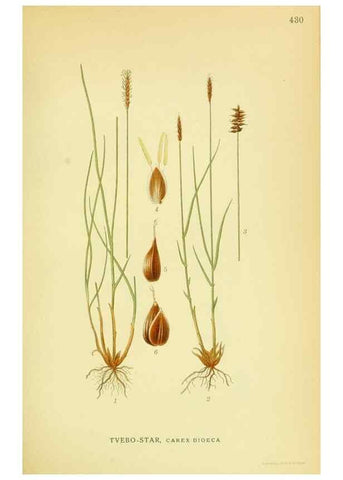 Reproducción/Reproduction 8147665758: Billeder af nordens flora,. København,G.E.C. Gad's forlag,1917-1927.