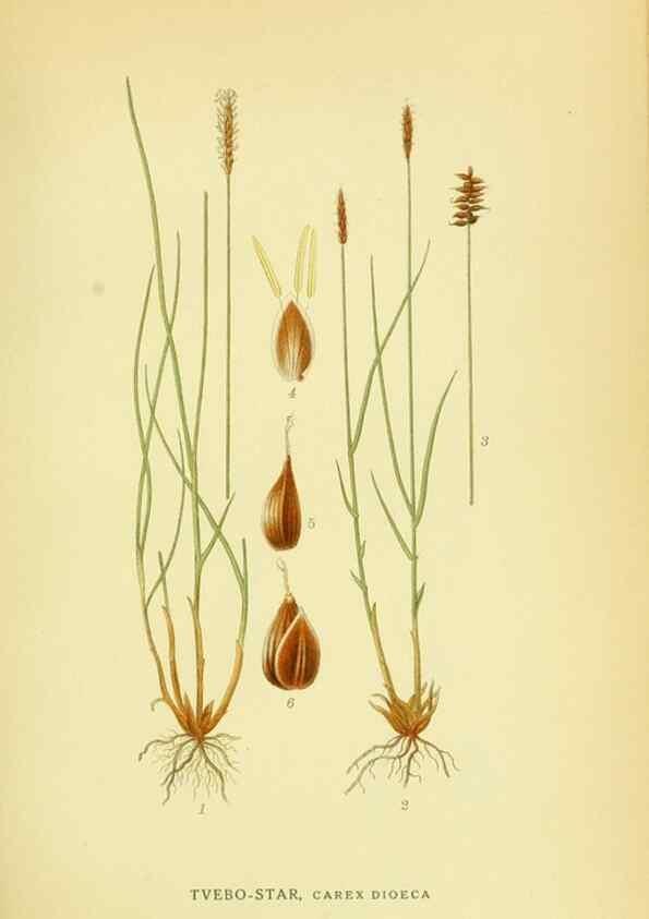 Reproducción/Reproduction 8147665758: Billeder af nordens flora,. København,G.E.C. Gad's forlag,1917-1927.