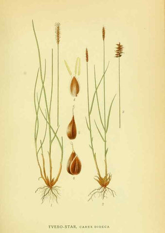 Reproducción/Reproduction 8147665758: Billeder af nordens flora,. København,G.E.C. Gad's forlag,1917-1927.