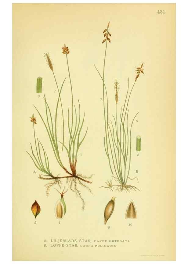 Reproducción/Reproduction 8147633249: Billeder af nordens flora,. København,G.E.C. Gad's forlag,1917-1927.