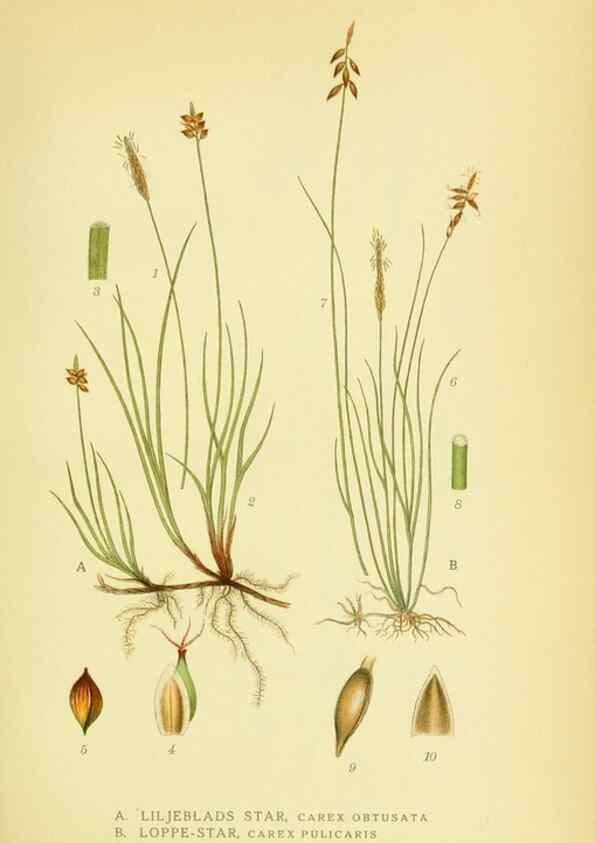 Reproducción/Reproduction 8147633249: Billeder af nordens flora,. København,G.E.C. Gad's forlag,1917-1927.