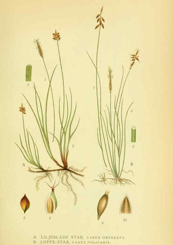Reproducción/Reproduction 8147633249: Billeder af nordens flora,. København,G.E.C. Gad's forlag,1917-1927.