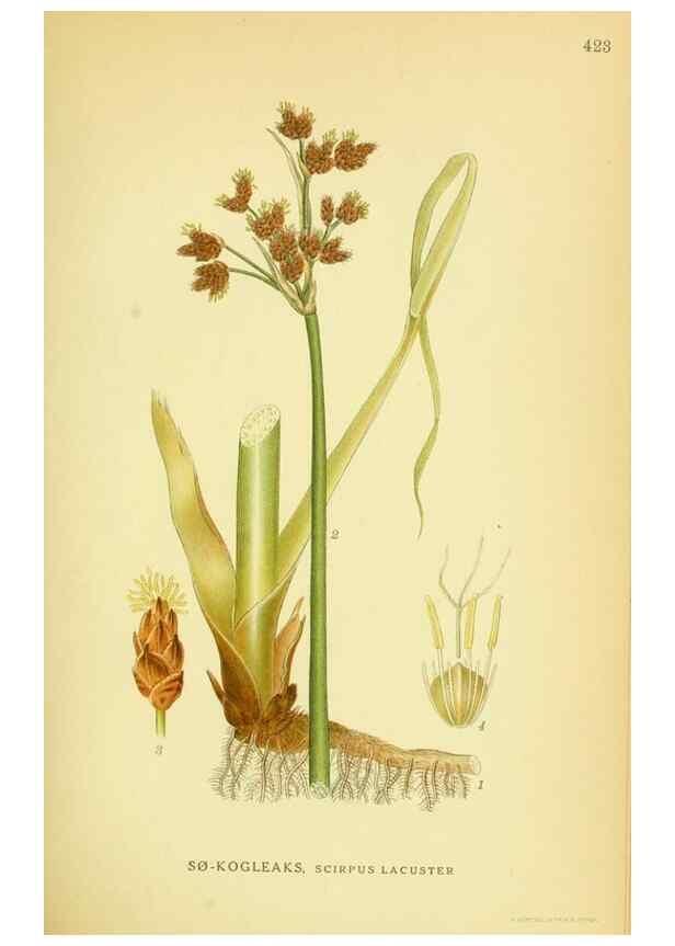 Reproducción/Reproduction 8147629621: Billeder af nordens flora,. København,G.E.C. Gad's forlag,1917-1927.