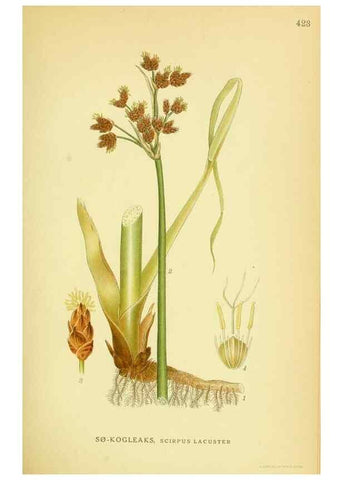 Reproducción/Reproduction 8147629621: Billeder af nordens flora,. København,G.E.C. Gad's forlag,1917-1927.