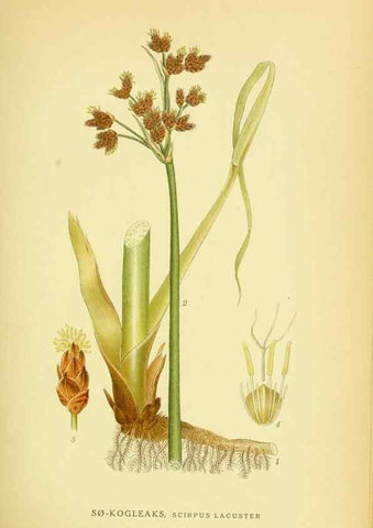 Reproducción/Reproduction 8147629621: Billeder af nordens flora,. København,G.E.C. Gad's forlag,1917-1927.
