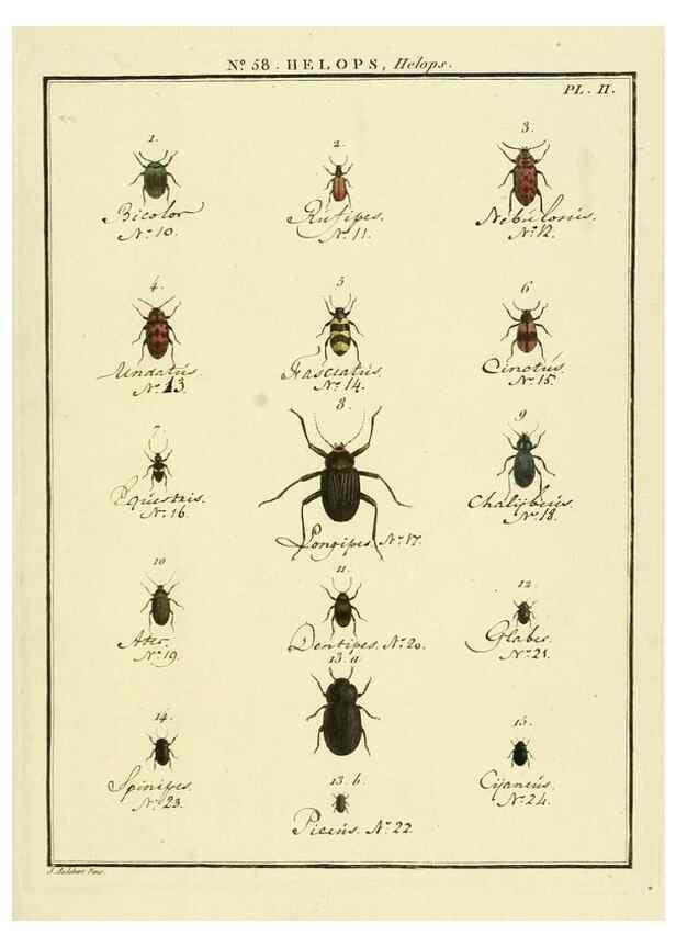 Reproducción/Reproduction 8112717671: Entomologie, ou, Histoire naturelle des insectes :. A Paris :De l'Imprimerie de Baudoin,1789-1808.