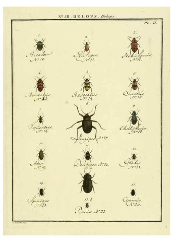 Reproducción/Reproduction 8112717671: Entomologie, ou, Histoire naturelle des insectes :. A Paris :De l'Imprimerie de Baudoin,1789-1808.