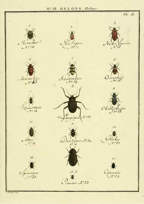 Reproducción/Reproduction 8112717671: Entomologie, ou, Histoire naturelle des insectes :. A Paris :De l'Imprimerie de Baudoin,1789-1808.