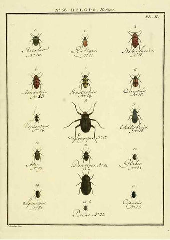 Reproducción/Reproduction 8112717671: Entomologie, ou, Histoire naturelle des insectes :. A Paris :De l'Imprimerie de Baudoin,1789-1808.
