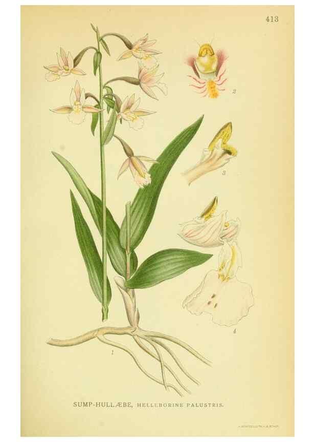 Reproducción/Reproduction 8147624763: Billeder af nordens flora,. København,G.E.C. Gad's forlag,1917-1927.
