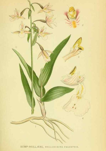 Reproducción/Reproduction 8147624763: Billeder af nordens flora,. København,G.E.C. Gad's forlag,1917-1927.