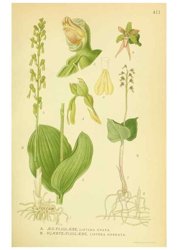Reproducción/Reproduction 8147623923: Billeder af nordens flora,. København,G.E.C. Gad's forlag,1917-1927.