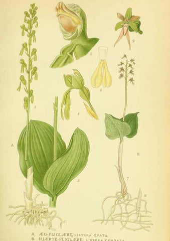 Reproducción/Reproduction 8147623923: Billeder af nordens flora,. København,G.E.C. Gad's forlag,1917-1927.
