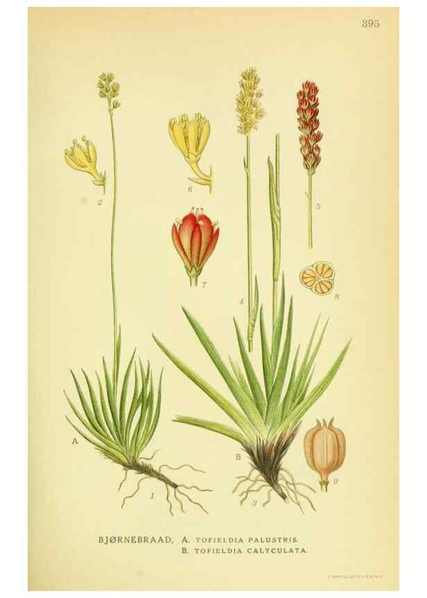 Reproducción/Reproduction 8147616353: Billeder af nordens flora,. København,G.E.C. Gad's forlag,1917-1927.