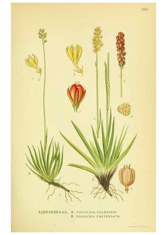 Reproducción/Reproduction 8147616353: Billeder af nordens flora,. København,G.E.C. Gad's forlag,1917-1927.