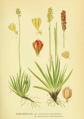 Reproducción/Reproduction 8147616353: Billeder af nordens flora,. København,G.E.C. Gad's forlag,1917-1927.