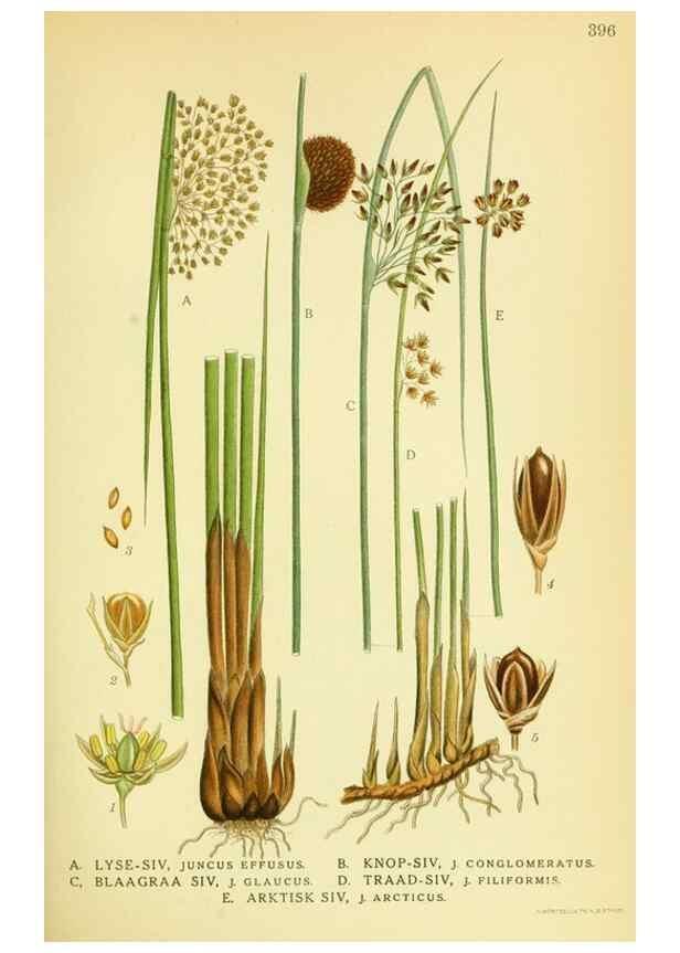 Reproducción/Reproduction 8147649832: Billeder af nordens flora,. København,G.E.C. Gad's forlag,1917-1927.