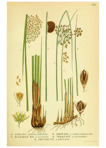Reproducción/Reproduction 8147649832: Billeder af nordens flora,. København,G.E.C. Gad's forlag,1917-1927.