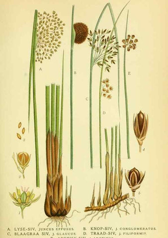 Reproducción/Reproduction 8147649832: Billeder af nordens flora,. København,G.E.C. Gad's forlag,1917-1927.