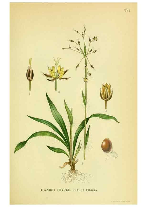 Reproducción/Reproduction 8147617273: Billeder af nordens flora,. København,G.E.C. Gad's forlag,1917-1927.