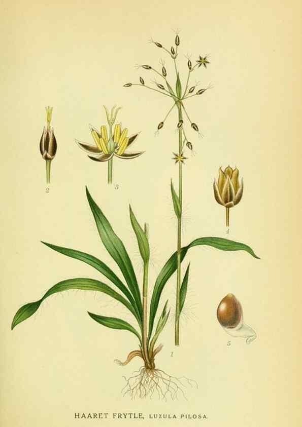 Reproducción/Reproduction 8147617273: Billeder af nordens flora,. København,G.E.C. Gad's forlag,1917-1927.