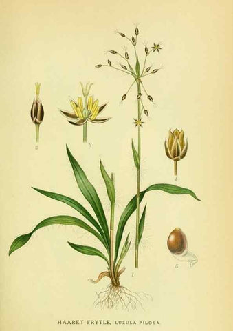 Reproducción/Reproduction 8147617273: Billeder af nordens flora,. København,G.E.C. Gad's forlag,1917-1927.