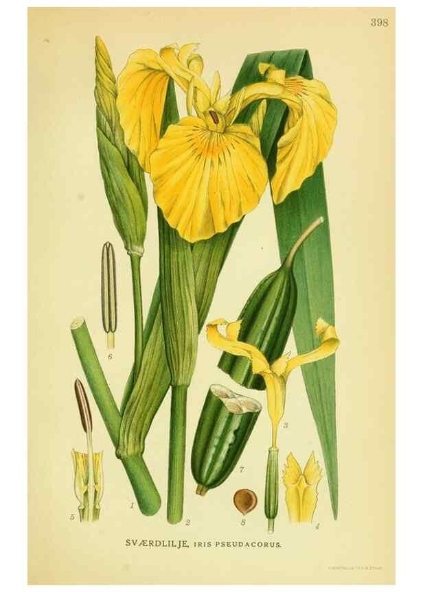 Reproducción/Reproduction 8147650778: Billeder af nordens flora,. København,G.E.C. Gad's forlag,1917-1927.