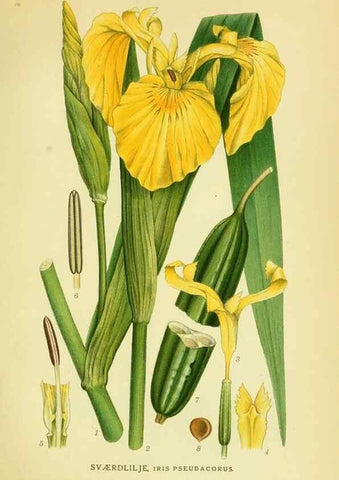 Reproducción/Reproduction 8147650778: Billeder af nordens flora,. København,G.E.C. Gad's forlag,1917-1927.