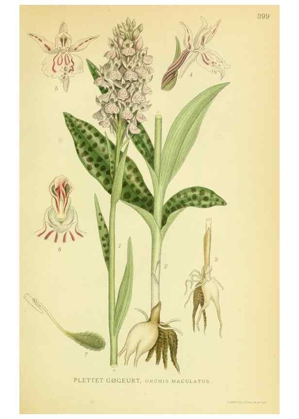 Reproducción/Reproduction 8147618383: Billeder af nordens flora,. København,G.E.C. Gad's forlag,1917-1927.