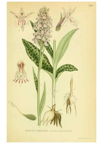 Reproducción/Reproduction 8147618383: Billeder af nordens flora,. København,G.E.C. Gad's forlag,1917-1927.