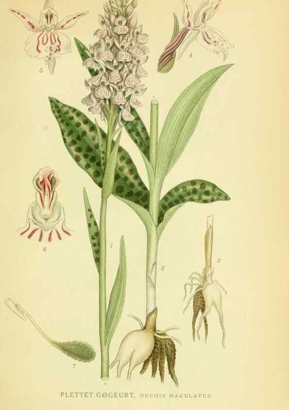 Reproducción/Reproduction 8147618383: Billeder af nordens flora,. København,G.E.C. Gad's forlag,1917-1927.