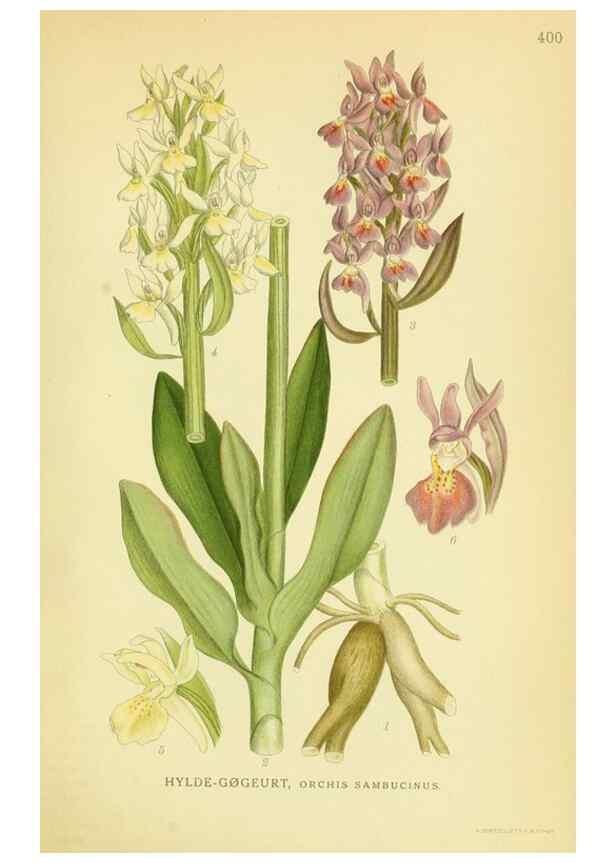 Reproducción/Reproduction 8147618933: Billeder af nordens flora,. København,G.E.C. Gad's forlag,1917-1927.