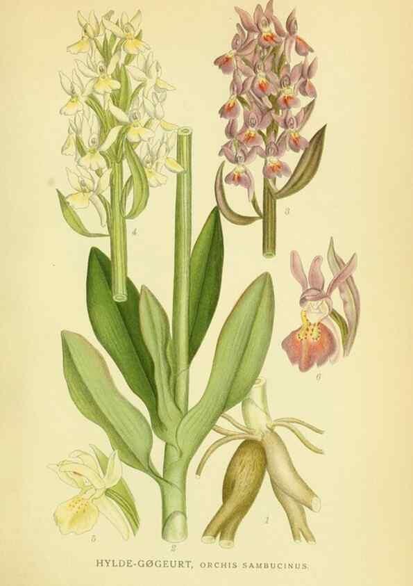 Reproducción/Reproduction 8147618933: Billeder af nordens flora,. København,G.E.C. Gad's forlag,1917-1927.