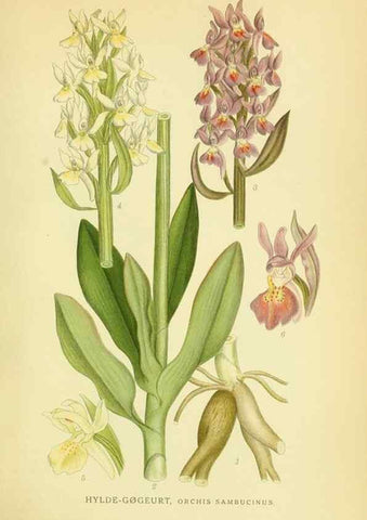Reproducción/Reproduction 8147618933: Billeder af nordens flora,. København,G.E.C. Gad's forlag,1917-1927.