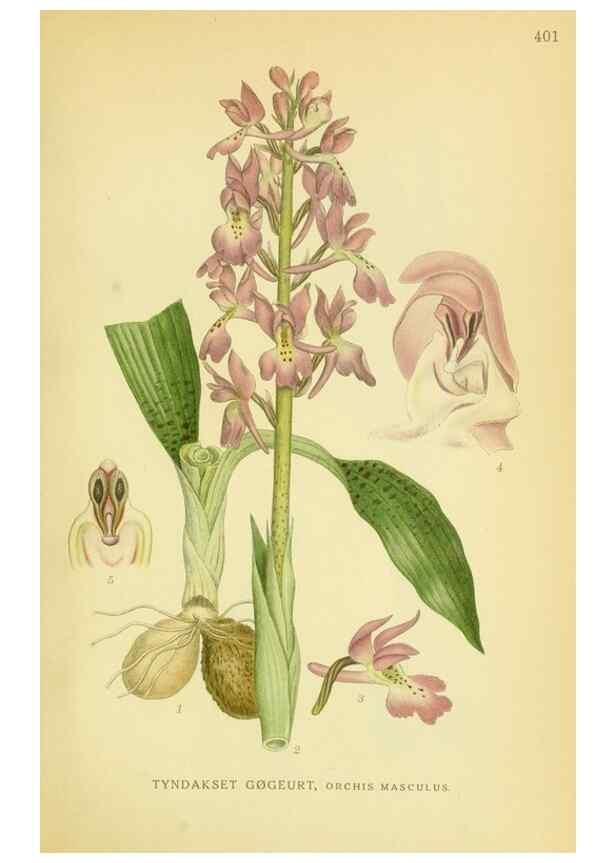 Reproducción/Reproduction 8147652294: Billeder af nordens flora,. København,G.E.C. Gad's forlag,1917-1927.