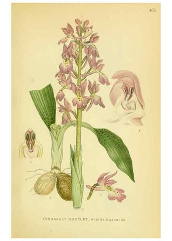 Reproducción/Reproduction 8147652294: Billeder af nordens flora,. København,G.E.C. Gad's forlag,1917-1927.