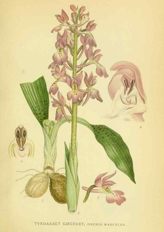 Reproducción/Reproduction 8147652294: Billeder af nordens flora,. København,G.E.C. Gad's forlag,1917-1927.