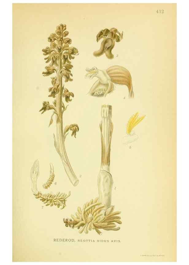 Reproducción/Reproduction 8147657204: Billeder af nordens flora,. København,G.E.C. Gad's forlag,1917-1927.