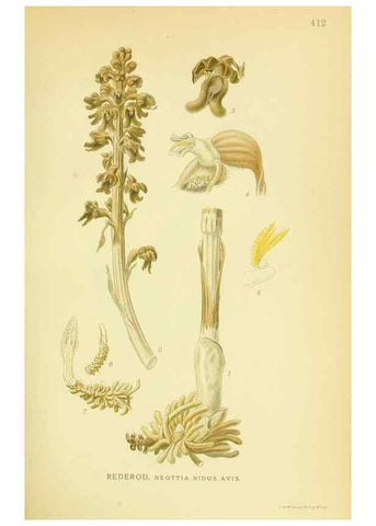 Reproducción/Reproduction 8147657204: Billeder af nordens flora,. København,G.E.C. Gad's forlag,1917-1927.
