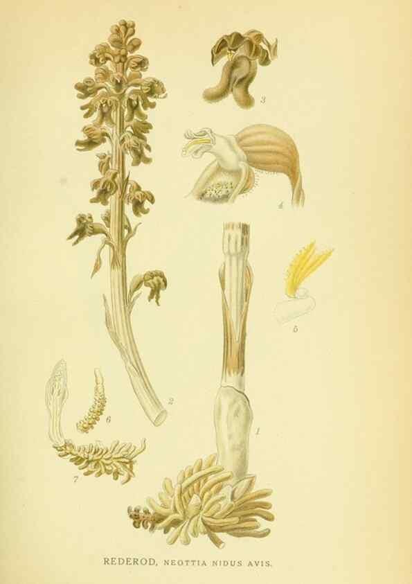 Reproducción/Reproduction 8147657204: Billeder af nordens flora,. København,G.E.C. Gad's forlag,1917-1927.