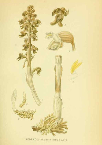 Reproducción/Reproduction 8147657204: Billeder af nordens flora,. København,G.E.C. Gad's forlag,1917-1927.