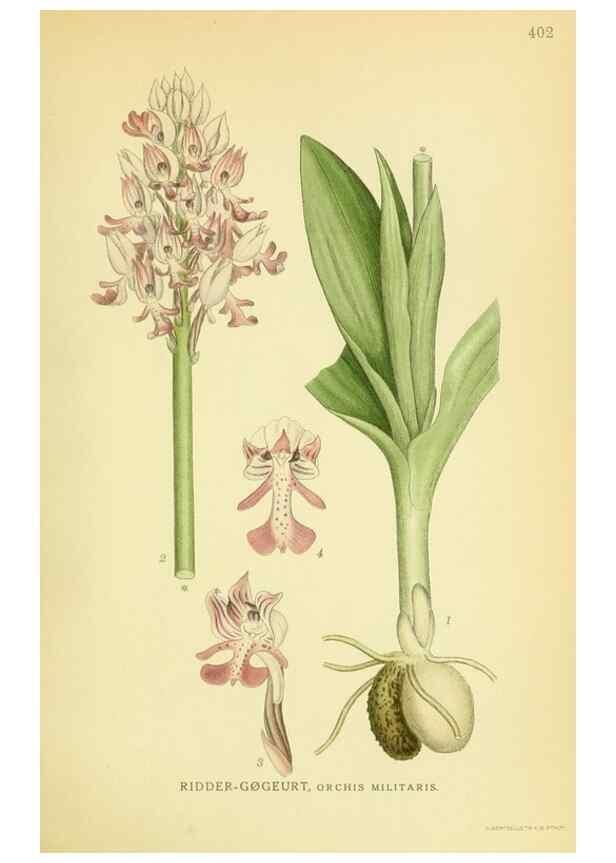 Reproducción/Reproduction 8147652738: Billeder af nordens flora,. København,G.E.C. Gad's forlag,1917-1927.