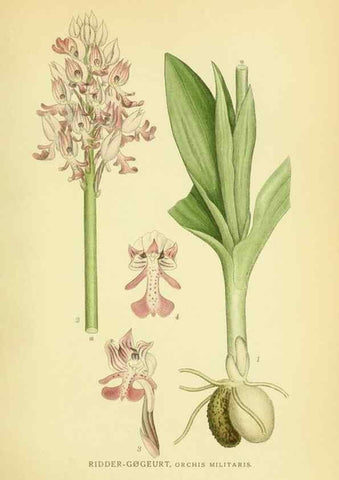 Reproducción/Reproduction 8147652738: Billeder af nordens flora,. København,G.E.C. Gad's forlag,1917-1927.