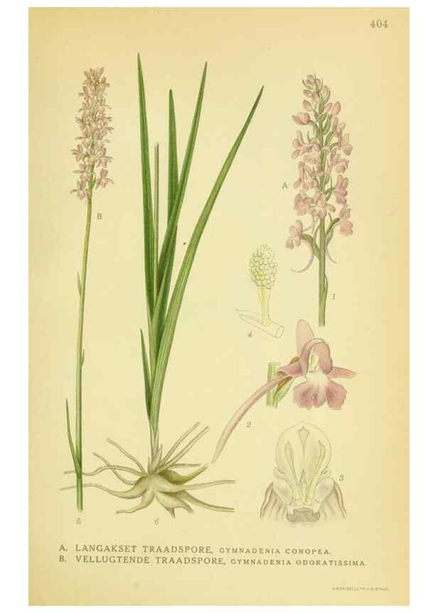 Reproducción/Reproduction 8147653694: Billeder af nordens flora,. København,G.E.C. Gad's forlag,1917-1927.