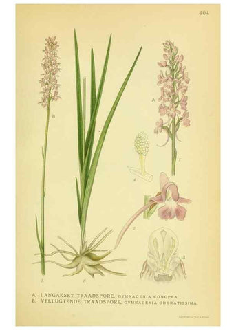 Reproducción/Reproduction 8147653694: Billeder af nordens flora,. København,G.E.C. Gad's forlag,1917-1927.