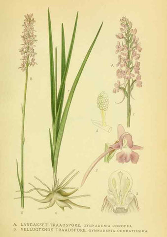 Reproducción/Reproduction 8147653694: Billeder af nordens flora,. København,G.E.C. Gad's forlag,1917-1927.