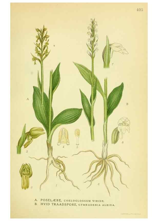 Reproducción/Reproduction 8147621259: Billeder af nordens flora,. København,G.E.C. Gad's forlag,1917-1927.