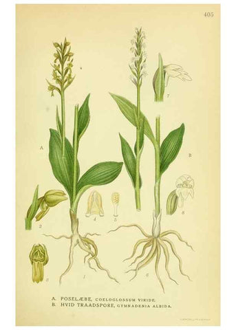 Reproducción/Reproduction 8147621259: Billeder af nordens flora,. København,G.E.C. Gad's forlag,1917-1927.